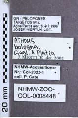 Etikette zu Athous (Orthathous) bolognai (Guglielmi & Platia, 1985) (NHMW-ZOO-COL-0008448)